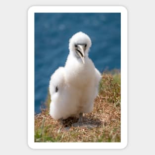 Masked Booby (A.K.A. Masked Gannet) Chick, Norfolk Island Sticker